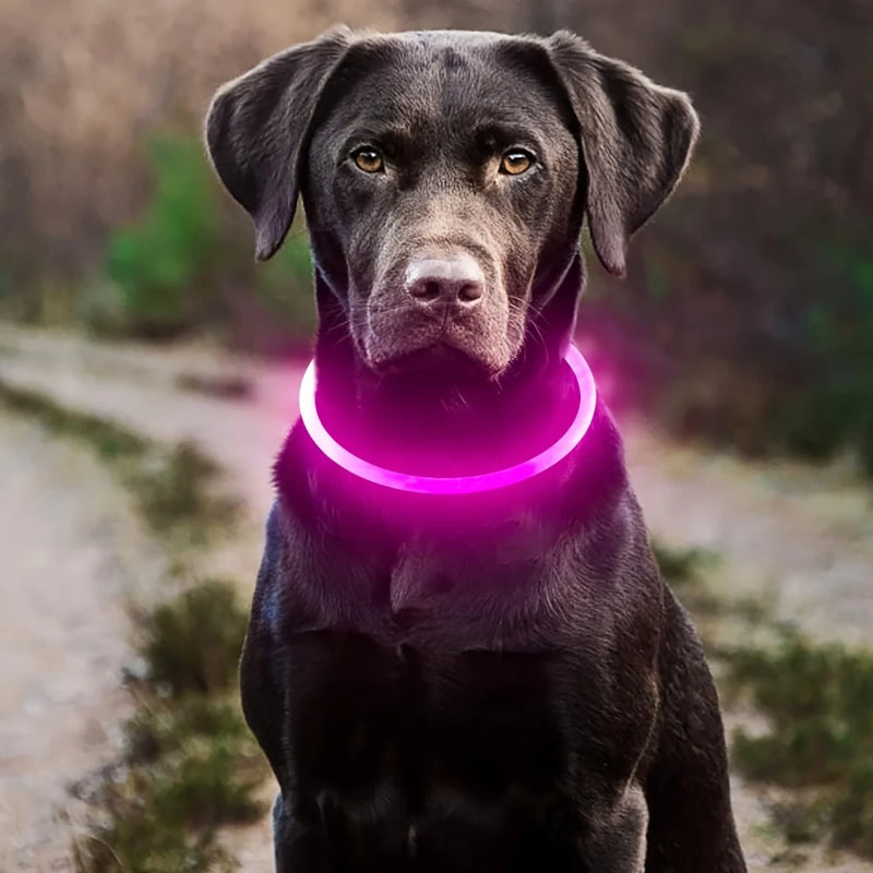 USB Rechargeable LED Dog Collar | Light-Up Night Safety Collar