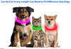 USB Rechargeable LED Dog Collar | Light-Up Night Safety Collar