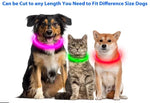 USB Rechargeable LED Dog Collar | Light-Up Night Safety Collar