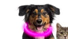USB Rechargeable LED Dog Collar | Light-Up Night Safety Collar