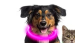 USB Rechargeable LED Dog Collar | Light-Up Night Safety Collar